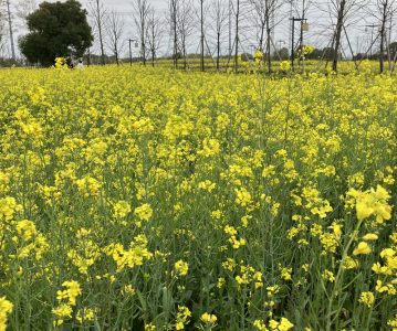 2023-3-18 湖海塘油菜花