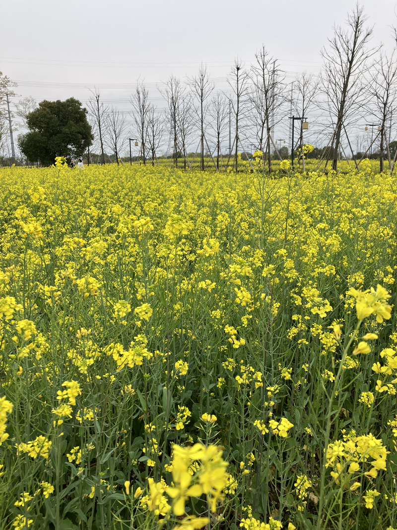 2023-3-18 湖海塘油菜花